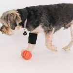 4 skuteczne metody jak pomóc psu w załatwianiu się na dworze gdy nie chce