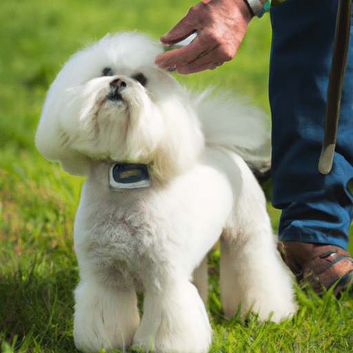 Jak znaleźć najlepszego fryzjera psów w Rembertowie?